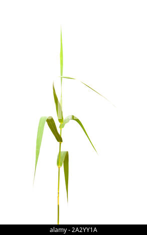 La flore de Gran Canaria - Arundo donax, giant reed isolé sur fond blanc Banque D'Images