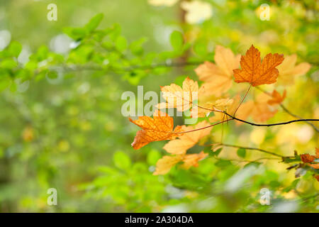 Belle automne lumineux libre de tourner un érable du vert au jaune et orange dans un cadre idyllique dans la forêt de feuillus l'Allemagne en automne en octobre Banque D'Images