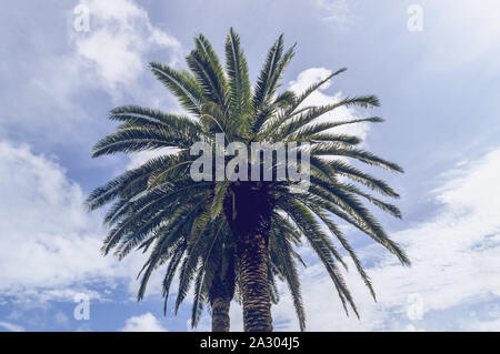 Vue de dessous sur palm trees against cloudy blue sky Banque D'Images