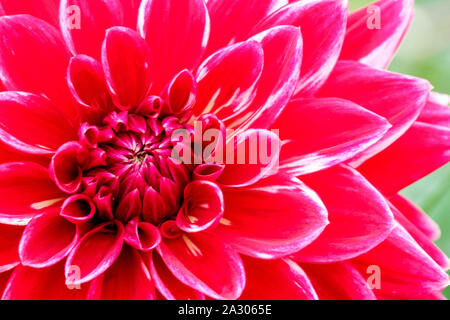 Rouge Dahlia Fermer fleur Dahlia fleur 'Canby Centennial' Banque D'Images