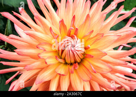 Orange Dahlia fleur de gros plan Cactus Dahlia fleur 'Nutley Sunrise' couleur pastel Banque D'Images