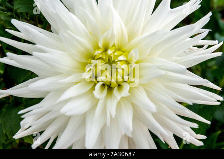 Cactus Dahlia blanc gros plan fleur Dahlias blanc « mon amour » Dahlias blancs Banque D'Images