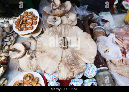 Sopot, Pologne. 4e, octobre 2019 Champignons vendeur avec parasol mushrooms (Macrolepiota procera) est vu sur marché vert à Sopot, Pologne le 4 octobre 2019 Ces derniers jours, les forêts polonaises ont été fourmillant de cueilleurs de champignons. La météo favorable a provoqué des conditions favorables à la croissance d'un grand nombre de champignons comestibles © Vadim Pacajev / Alamy Live News Banque D'Images