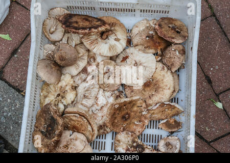 Sopot, Pologne. 4e, octobre 2019 Champignons vendeur avec parasol mushrooms (Macrolepiota procera) est vu sur marché vert à Sopot, Pologne le 4 octobre 2019 Ces derniers jours, les forêts polonaises ont été fourmillant de cueilleurs de champignons. La météo favorable a provoqué des conditions favorables à la croissance d'un grand nombre de champignons comestibles © Vadim Pacajev / Alamy Live News Banque D'Images