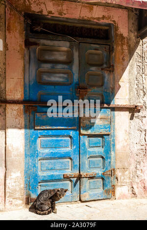 Un chat se tient devant le condamné porte d'une maison de l'ancien quartier juif du Mellah à Essaouira, Maroc Banque D'Images