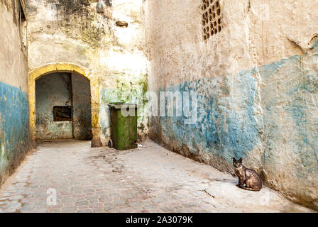 Dans l'ancien quartier juif de Mellah à Essaouira, Maroc, un chat se trouve dans un cul de sac où il y a aussi une poubelle. Des traces de peinture bleue sont Banque D'Images