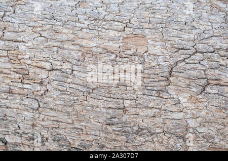 Relief texture de la brown écorce d'un arbre. Photo d'un arbre horizontal texture de l'écorce. Création de texture Relief une vieille écorce de chêne. Banque D'Images