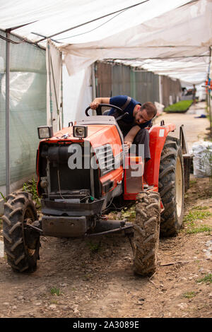 Exploitant agricole travaillant sur un tracteur dans une serre moderne. L'activité rurale Banque D'Images