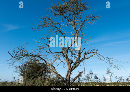 Arbre généalogique dramatique souligné par le soleil l'après-midi avec la vue sur les marais de la mer du Nord sur la marche de l'hôtel de Wiveton à Blakeney, Wiveton, Nord Banque D'Images