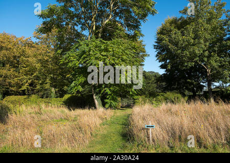 Soleil de l'après-midi sur un arbre dans le jardin à pied à Wiveton Hall Farm, Wiveton, North Norfolk, UK Banque D'Images