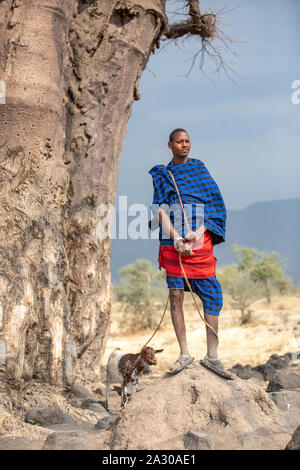 Arusha, Tanzanie, 7ème Septembre 2019 : guerrier Massaï avec une chèvre sous un grand baobab Banque D'Images