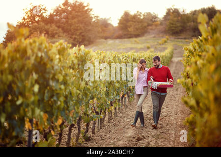 Les raisins dans une vigne. Smiling man and woman walking in entre les rangées de vignes Banque D'Images