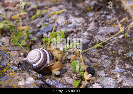 Libre est l'exploration de l'escargot le long d'une route détruite après la pluie Banque D'Images