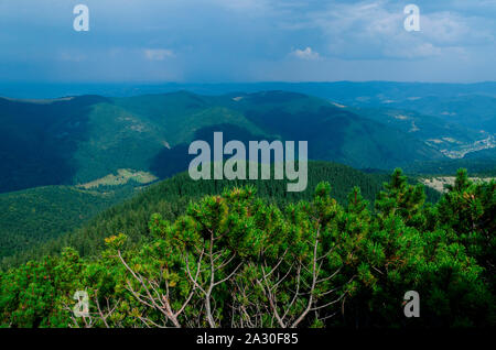 Les bosquets de pins de montagne sauvages poussent sur le sommet de la montagne de pierre sur fond de forêts de haute montagne Banque D'Images