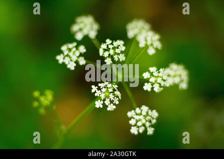 Close up de petites fleurs blanches Banque D'Images