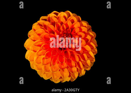 Dahlia orange sur fond noir Banque D'Images