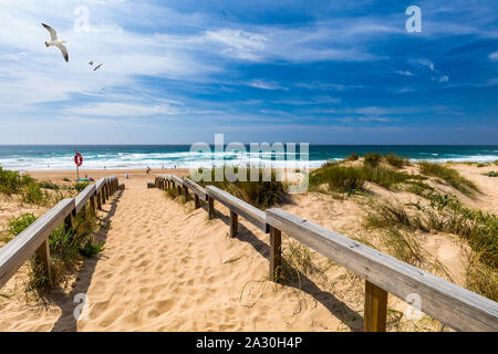 Vue de la plage de Monte Clerigo avec Mouettes volantes sur la côte ouest du Portugal, Algarve. Escaliers de la plage Praia Monte Clerigo près de Aljezur, Banque D'Images