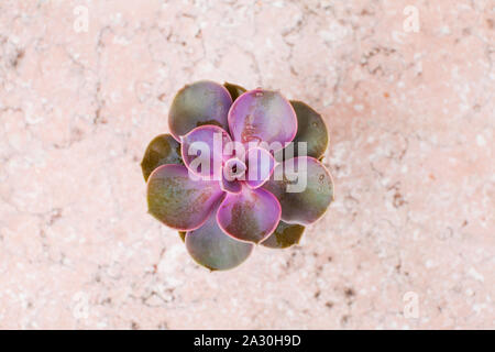 Sur les succulentes à feuilles persistantes d'arrière-plan en marbre rose vue d'en haut. Place pour les textes, design minimaliste avec des feuilles charnues, Banque D'Images