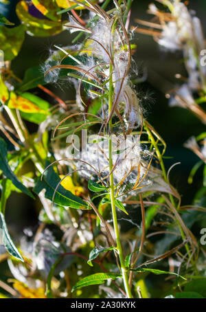 Chamaenerion angustifolium Fireweed rosebay willowherb dispersant des capsules de graines. Les capsules blanches verticales chefs pods qui souffle dans le vent. Banque D'Images