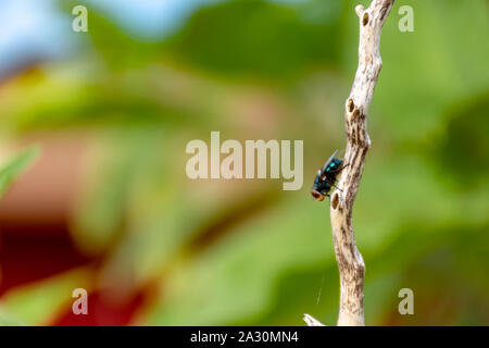 Mouches vert sur les branches d'arbres dans un parc. Banque D'Images