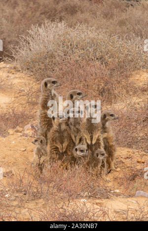Une famille de suricates Suricata suricatta -- par leur terrier à l'aube ; Oudsthoorn, le Karoo, Afrique du Sud Banque D'Images