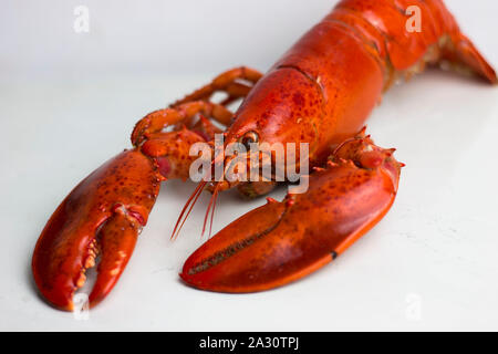 Ensemble de Red Lobster prêt à manger. Banque D'Images