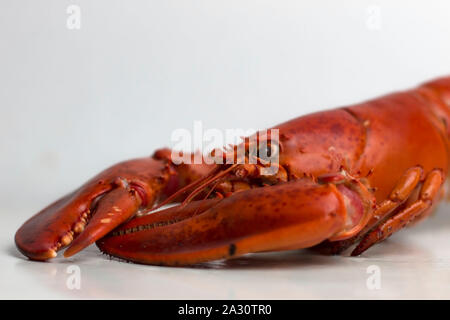 Ensemble de Red Lobster prêt à manger. Banque D'Images