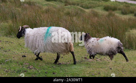 Les moutons de la ferme, randonnée pédestre, tête d'Achill Achill Island, comté de Mayo, Irlande Banque D'Images
