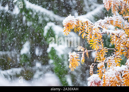 Rowan Tree (Sorbus aucuparia) branches et feuilles jaunes recouverts de neige fraîche à la fin de l'automne Banque D'Images