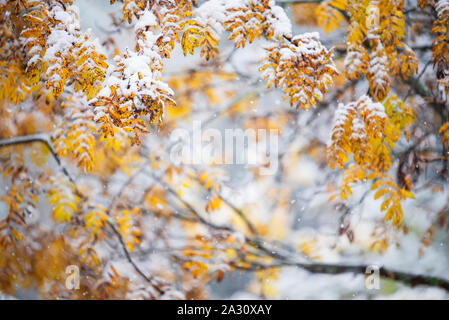 Rowan Tree (Sorbus aucuparia) branches et feuilles jaunes recouverts de neige fraîche à la fin de l'automne Banque D'Images