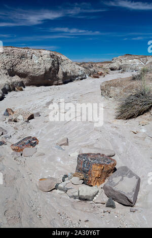 Des morceaux de bois pétrifiés jonchent autour d'un cycle de lavage. Parc National de la Forêt Pétrifiée, Arizona Banque D'Images