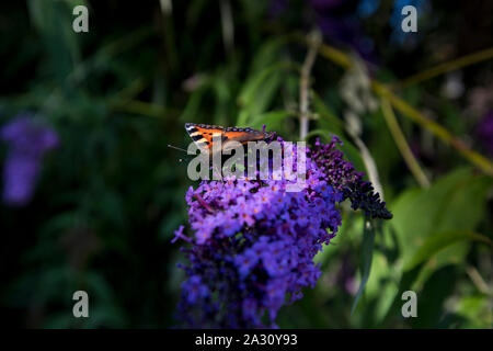 Petit papillon écaille (Aglais urticae) Buddleja davidii en fleurs à la fin d'août et au jardin anglais, Royaume-Uni Banque D'Images