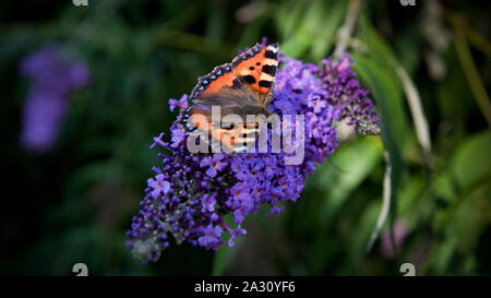 Petit papillon écaille (Aglais urticae) Buddleja davidii en fleurs à la fin d'août et au jardin anglais, Royaume-Uni Banque D'Images