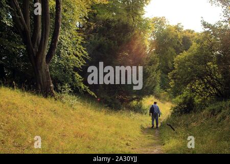 Marche à travers Danebury Âge de Fer Fort sur une soirée d'été. Banque D'Images