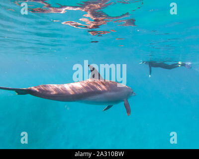 Un dauphin à long bec au Brayka Bay, Red Sea, Egypt Banque D'Images