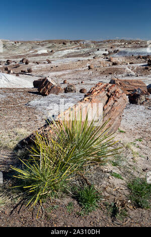 De plus en plus d'herbes et du yucca à la base d'un log de bois pétrifié dans la forêt de cristal. Parc National de la Forêt Pétrifiée, Arizona Banque D'Images