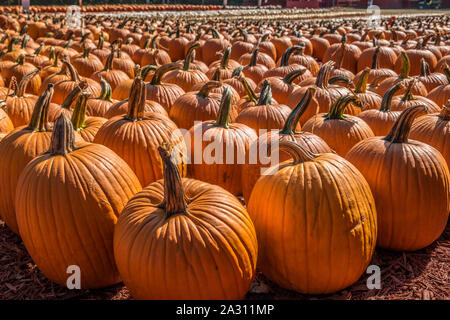 Lignes de différentes tailles et variétés de citrouilles regroupés dans une ferme à vendre sur une journée ensoleillée au début de l'automne Banque D'Images