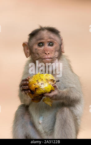 Petit Singe assis sur un poteau de béton, d'un manger et à la poire à sa gauche sur un jour, légèrement couvert dans un temple en Inde - Tiruvannama Banque D'Images