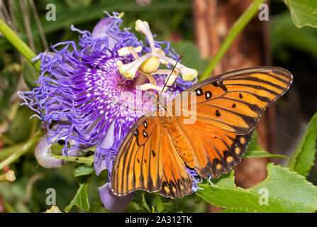Vue dorsale d'un golfe Fritillary butterfly obtention du nectar de la fleur pourpre de sa plante hôte, la fleur de la Passion Banque D'Images