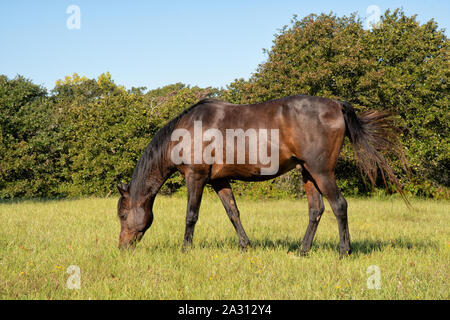 The Bay horse paissant dans un pâturage d'automne ensoleillée Banque D'Images