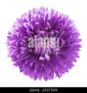 Belle fleur aster mauve isolé sur fond blanc, vue du dessus. Image macro pour les cartes de vœux et divers jours fériés Banque D'Images