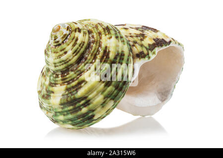 Sea shell avec green isolé sur un fond blanc. Banque D'Images