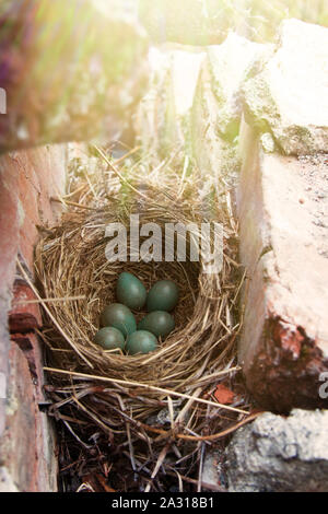 Nid avec six oeufs de l'embrayage - Le Redwing grive (Turdus iliacus) nichent dans un bâtiment abandonné forest Banque D'Images