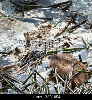 Le rat musqué s'est réveillé au printemps et surfacés sur la fonte des glaces sales parmi les roseaux brisés (eau stagnante) Banque D'Images