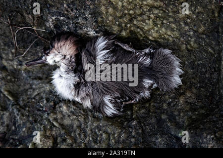 Le petit canard, canards harle birdy perdu. Peut-être que chick est mort à cause de la pollution de l'eau, l'empoisonnement d'animaux Banque D'Images