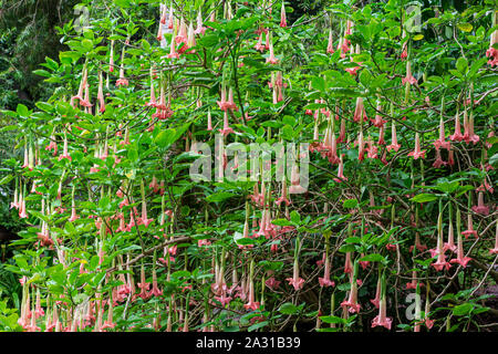 Angel's Trumpet (Brugmansia insignis) fleurs roses - Floride, États-Unis Banque D'Images