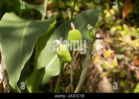 Canna indica poussant à l'état sauvage dans la forêt. Graines vert frais (fruits) au printemps. Faial da Terra, Sao Miguel, Açores, Portugal. Banque D'Images