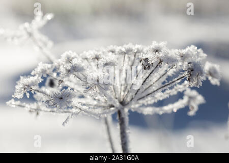 Belle plante congelé sur un début de frosty matin ensoleillé, sur un arrière-plan flou. Banque D'Images