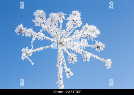 Belle plante congelé début frosty matin ensoleillé, ciel bleu, l'arrière-plan. Banque D'Images