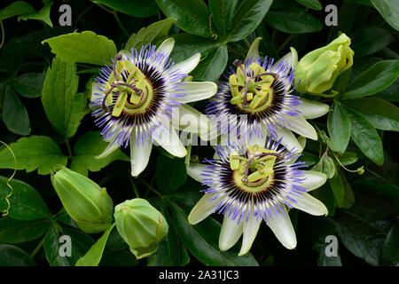 Passiflora caerulea.. bleu commun la passion des fleurs. Close up de trois fleurs. Banque D'Images